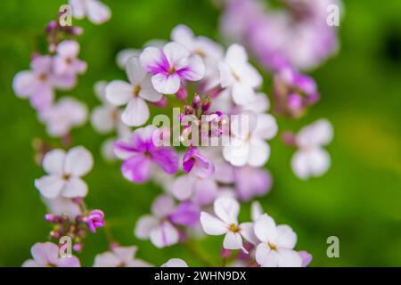 Dame Rocket Flower a River Falls, Wisconsin Foto Stock