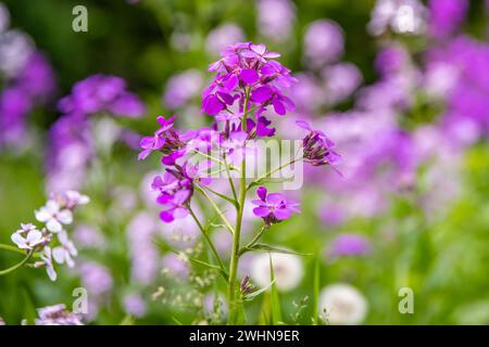 Dame Rocket Flower a River Falls, Wisconsin Foto Stock