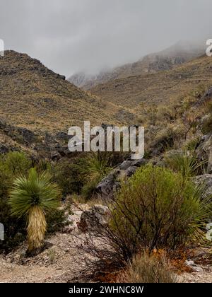 La spessa nebbia è appesa sulle montagne della Sierra del Caballo Muerto lungo Strawhouse Trail a Big Bend Foto Stock