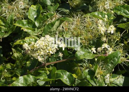 Clematis vitalba, Old mans barba Foto Stock