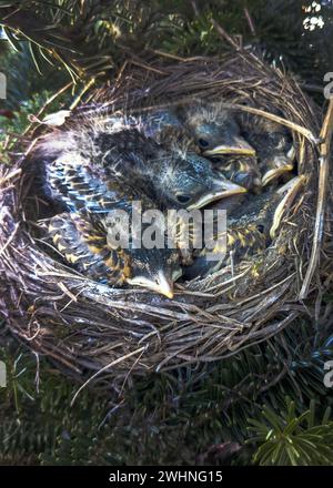 Un nido di piccoli robins aspetta che la mamma torni con il cibo Foto Stock