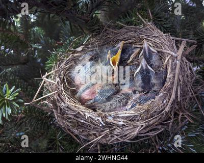 Un nido pieno di uccelli ha fame e aspetta che la mamma diventi cibo Foto Stock