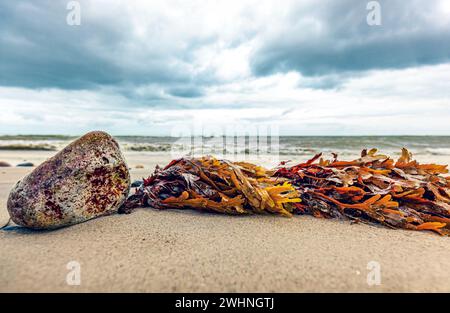 Alghe multicolore e pietre di fronte a una spiaggia sul Mar Baltico, Germania Foto Stock