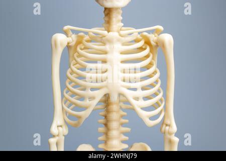 Modello di scheletro anatomico, sistema scheletrico Foto Stock