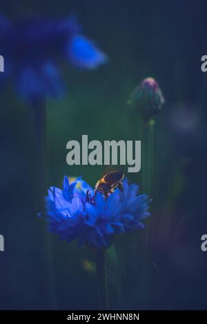 Apnea in un Cornflower Foto Stock