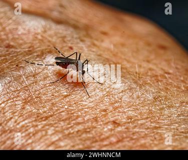 Zanzara a righe femmina che si nutre di sangue su un braccio umano. South Island, Aotearoa / nuova Zelanda Foto Stock