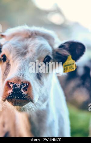 Naso di mucca giovane e curiosa Foto Stock