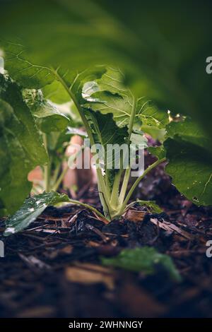 Giovane pianta di kohlrabi che cresce a letto Foto Stock
