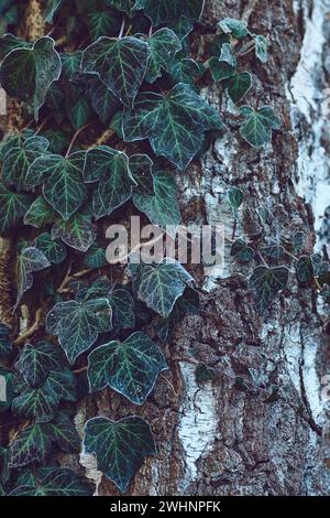 Betulla coperta di edera Foto Stock