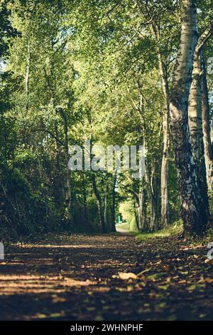 Sentiero soleggiato attraverso una piccola foresta di betulle Foto Stock