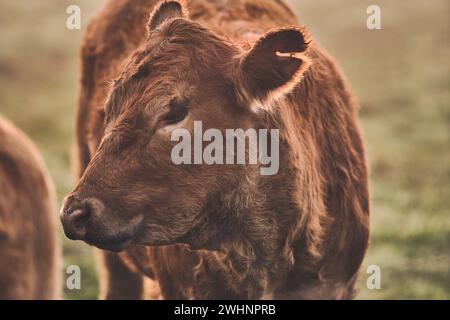 Mucca Brown Angus la mattina di sole Foto Stock