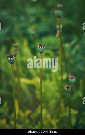 Teste di papavero senza foglie sul campo Foto Stock