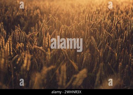 La luce del sole splende sul campo di grano Foto Stock