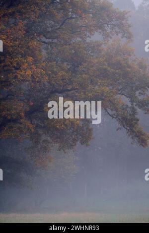 Fogliame colorato su querce ricoperte di nebbia Foto Stock