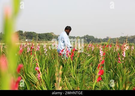 Narayanganj, Bangladesh. 10 febbraio 2024. Sabdi, un villaggio nella Bandar Upazila di Narayanganj, è ben noto per la produzione di fiori. I residenti credono che sia il più grande fornitore di fiori a Dacca. Gli agricoltori ritengono che il terreno della zona sia più adatto di qualsiasi altro luogo del paese per la coltivazione di piante floreali. (Credit Image: © Suvra Kanti Das/ZUMA Press Wire) SOLO PER USO EDITORIALE! Non per USO commerciale! Foto Stock