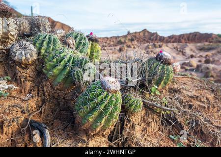 Bizzarre formazioni rocciose nel deserto di Tatacoa, Colombia Foto Stock