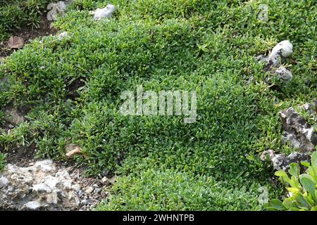 Globularia trichosantha, Syn. Globularia cordifolia, Globeflower Foto Stock