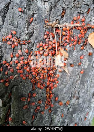 Insetto di fuoco comune (Pyrrhocoris apterus) - coleotteri e ninfe Foto Stock