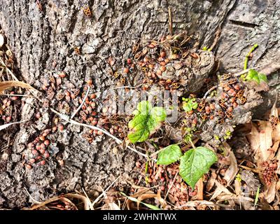 Insetto di fuoco comune (Pyrrhocoris apterus) - coleotteri e ninfe Foto Stock