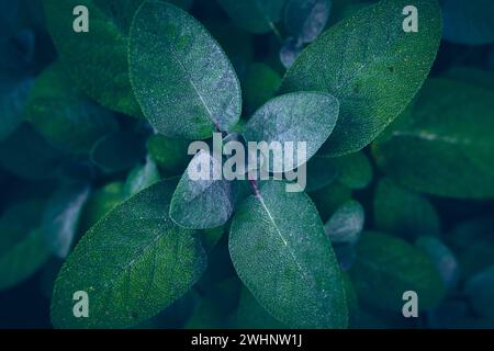 Impianto di salvia in primo piano Foto Stock