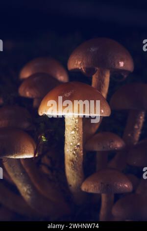 Macro shot di piccoli funghi che crescono nella foresta Foto Stock