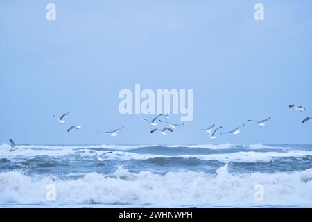 Molti gabbiani volano sopra grandi onde nel mare settentrionale Foto Stock