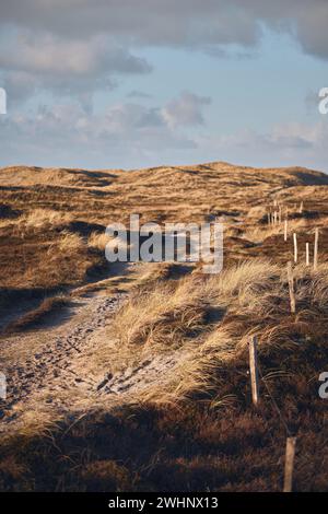 Percorso remoto in un ampio paesaggio di dune sulla costa occidentale di Denmarks Foto Stock