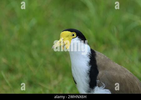 Primo piano di un adulto australiano Masked Lapwing -Vanellus Miles, novaehollandiae- uccello in una luce soffusa, che passa davanti alla telecamera Foto Stock