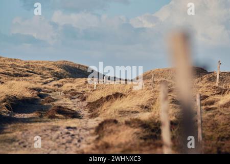 Vagando in un paesaggio di dune remote sulla costa occidentale di Denmarks Foto Stock