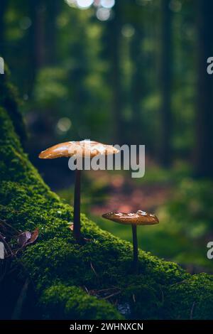 Funghi che crescono sulla radice dell'albero muschio Foto Stock