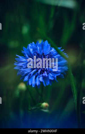 Bellissimo fiore di corno blu intenso Foto Stock