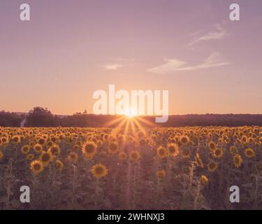 la luce del sole nel campo di girasoli al tramonto Foto Stock