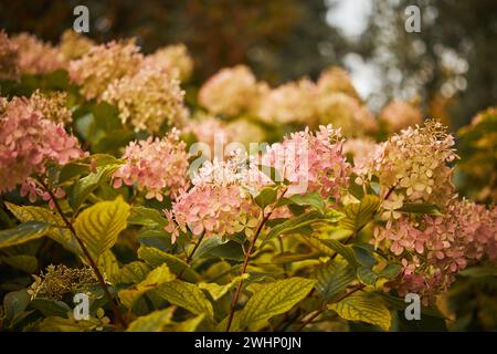 Hydrangea Arborescens o Smooth Hydrangea, fiori nel parco autunnale. Foto Stock