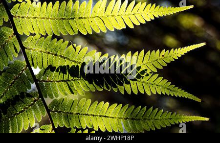 Background: La risorsa grafica artistica della natura. L'arte della natura, le foglie di felce retroilluminate si sovrappongono e creano motivi di foglie nuovi e unici dove si intersecano Foto Stock