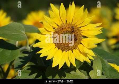 Helianthus annuus, girasole, ape Foto Stock