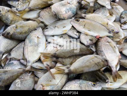 Mucchio di orata fresca di testa dorata (Sparus aurata) in vendita al banco di un pescatore al mercato del pesce, sfondo a cornice completa Foto Stock