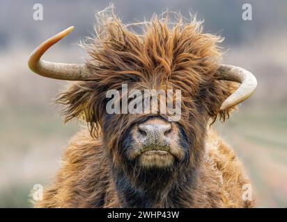 Ritratto di un vitello femminile delle Highland scozzesi con corna ricurve e testa rialzata curiosamente guardando il fotografo contro la barba neutra sfocata Foto Stock