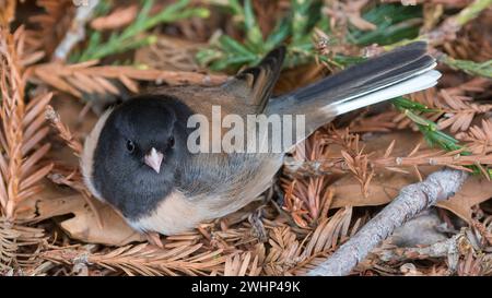Junco, uomo adulto dagli occhi scuri, che riposa sui ramoscelli Coast Redwood. Cuesta Park, Contea di Santa Clara, California. Foto Stock