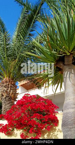 Blumen Palmen - gesehen am 28.01.2015 in Morro Jable auf Fuerteventura -Süd *** Fiori palme visti il 28 01 2015 in Morro Jable a Fuerteventura Sud Foto Stock