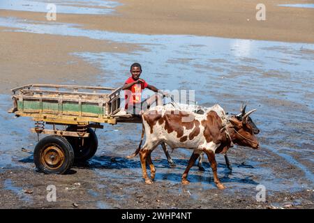 Tradizionale carrozza zebu sulla strada. Lo zebu è ampiamente usato come animale di progetto in Madagascar. Foto Stock