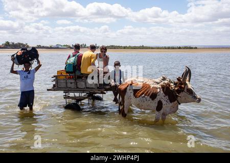 Tradizionale carrozza zebu sulla strada. Lo zebu è ampiamente usato come animale di progetto in Madagascar. Foto Stock