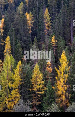 Vista dall'alto della foresta in autunno. Pino verde e giallo. Natura sfondo. Foto Stock