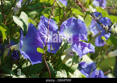 Ipomoea tricolor, gloria mattutina Foto Stock