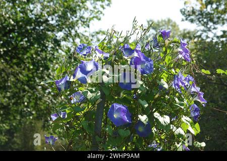 Ipomoea tricolor, gloria mattutina Foto Stock
