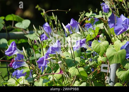 Ipomoea tricolor, gloria mattutina Foto Stock