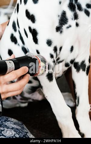 addestramento alla terapia laser con cani dalmati Foto Stock