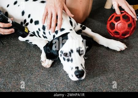 addestramento alla terapia laser con cani dalmati Foto Stock