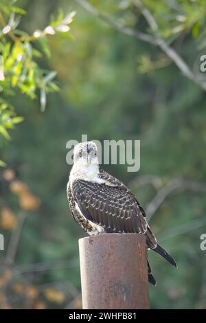 Osprey e' arroccato su un palo di metallo. Foto Stock