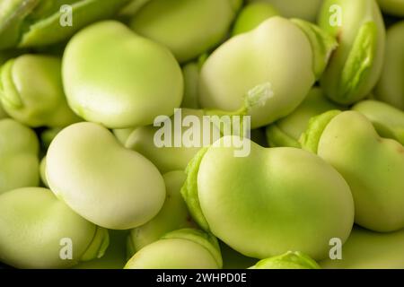 Fagioli verdi freschi e crudi Foto Stock