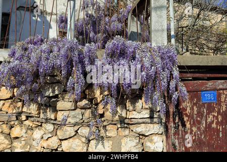 326 glicine giapponesi - Gliceria floribunda - fiori viola appesi sul muro di pietra di una casa del quartiere di Varos. Ohrid-Macedonia del Nord. Foto Stock